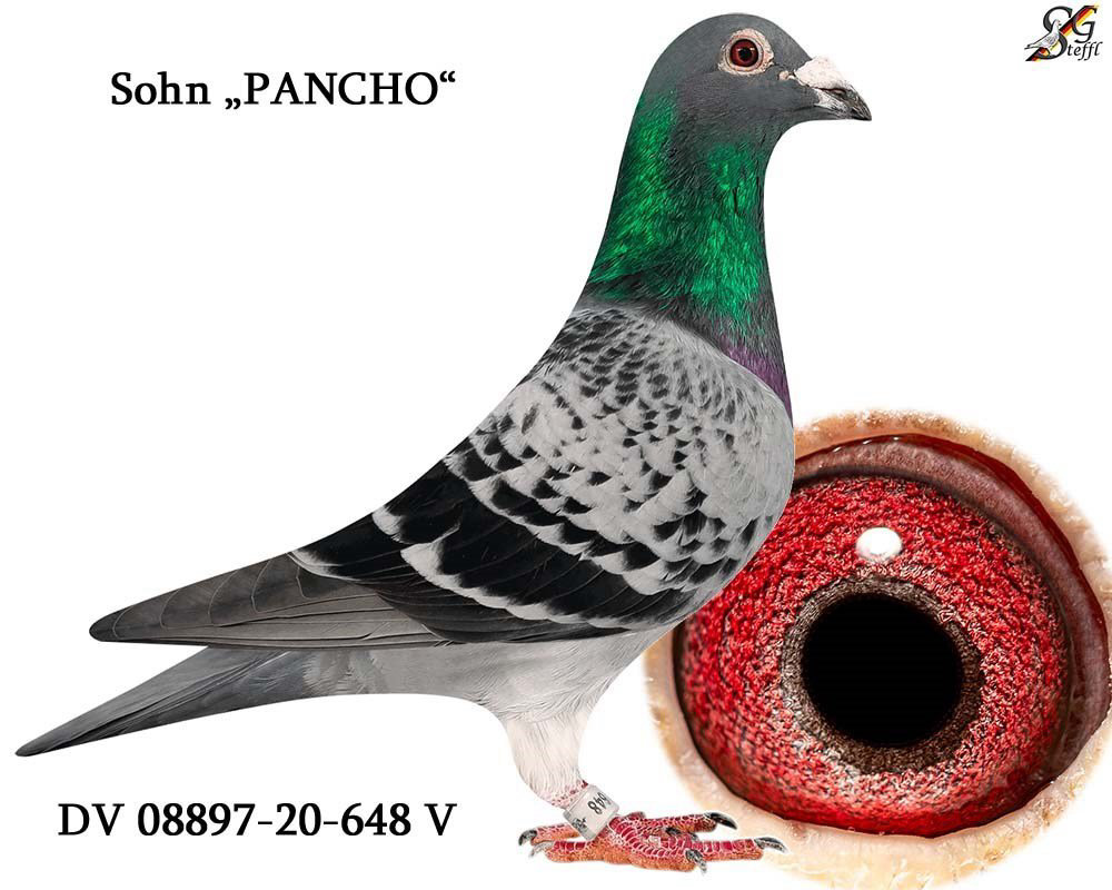 10 Pigeonneaux 2027